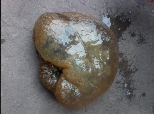 大呼|男子捡到软石头,爷爷见后大呼作孽,网友:祝你好运