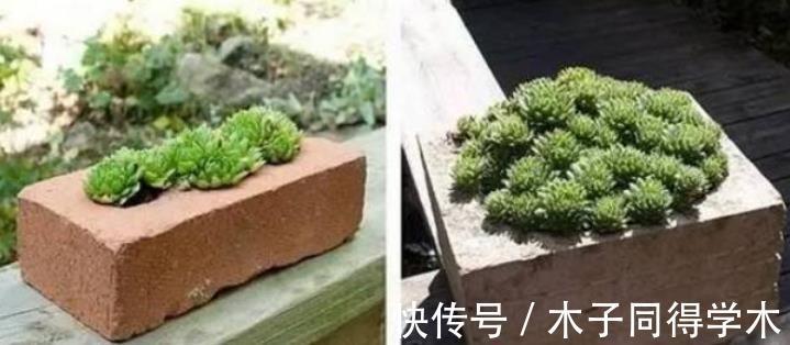 红砖|搬两块砖回家养花吧!过程有趣,效果喜人