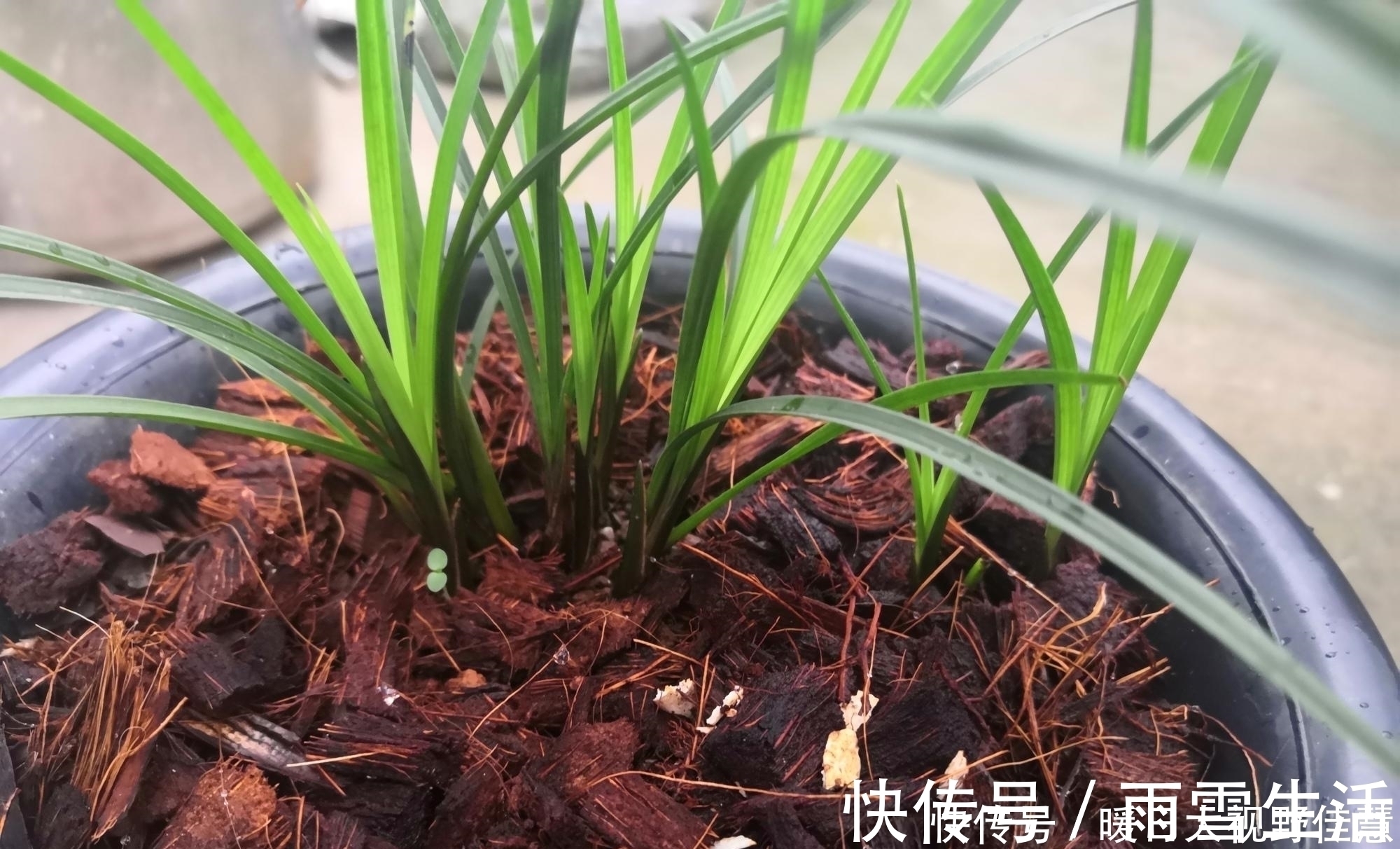 养兰人总结出来的养兰偏方,招招好使,叶芽满盆