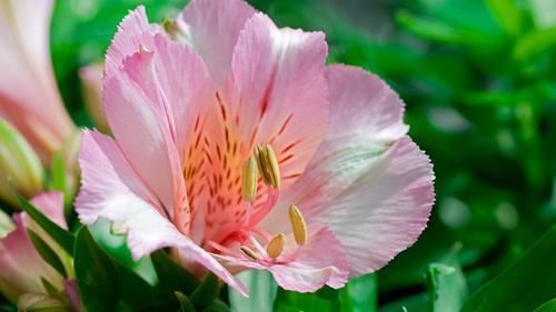 养花的9个小诀窍,养花时,使用这些诀窍,帮助你成为养花高手