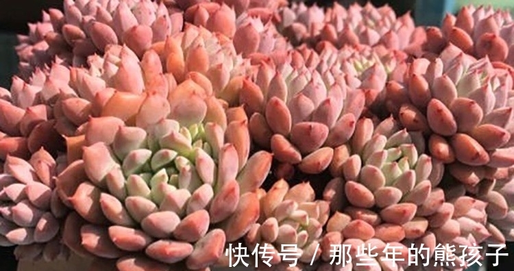 莱恩小精灵|多肉植物品种这么多，多认识几种没有错，识一肉知养护莱恩小精灵