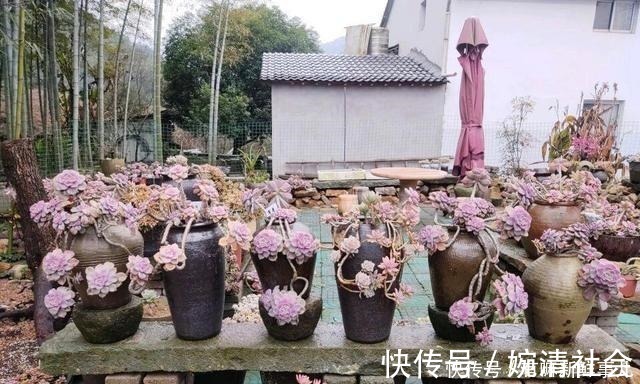 观赏价值|她用2年时间，把多肉养成“悬崖老桩”，总结了3个实用方法！
