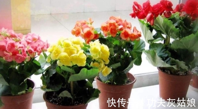 草木灰|别发愁,养花不会施肥啦,用这3样有机肥,好用又不烧根