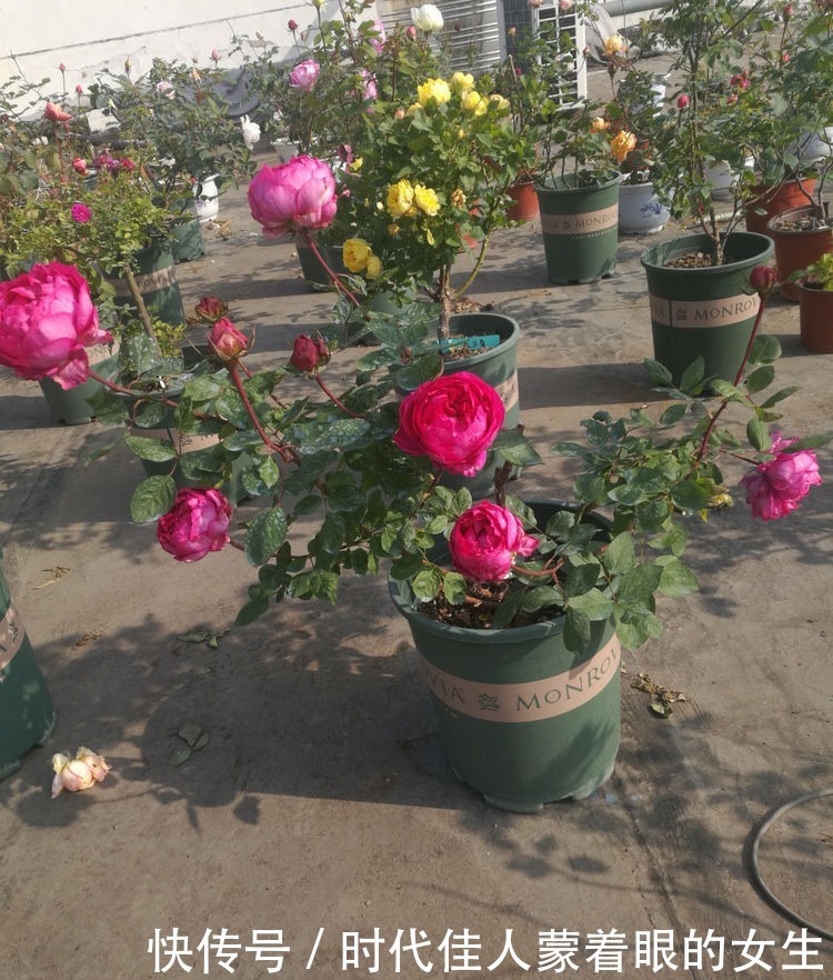 精品|喜欢菊花,不如养盆“精品玫瑰”绿玫瑰,开花晶莹剔透,碧洁如玉