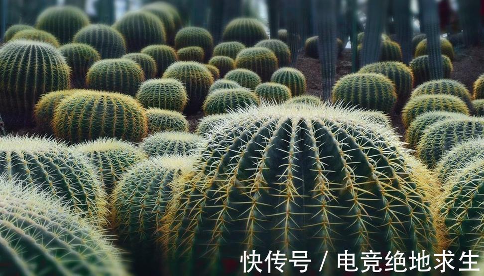 仙人球如何养,弄懂这些基础知识,也能养得像篮球一样大