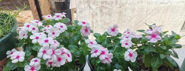 一款开花最勤快的植物，天天开花，养护容易，是盆栽佳品，还可做盆景