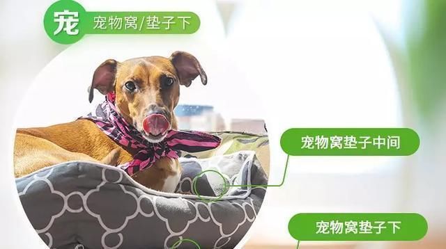 脸部|床上有没有螨虫,身体4个信号告诉你,除螨土办法,赶走床上螨虫