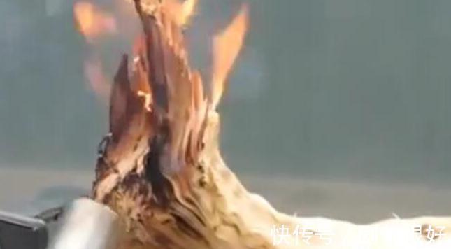 树皮|白骨森森，的舍利松树盆景图解，10图10个步骤，为大家解惑