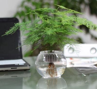 这“5种”花越阴凉长得越旺,摆在房内净化空气,身体越来越健康