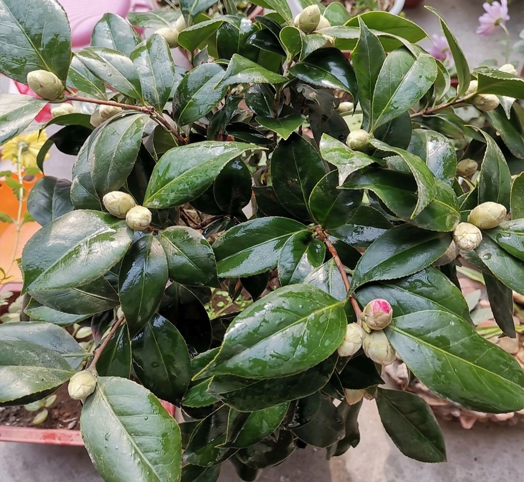 茶花掉花苞,多是4个原因造成,要及时调整养护方法