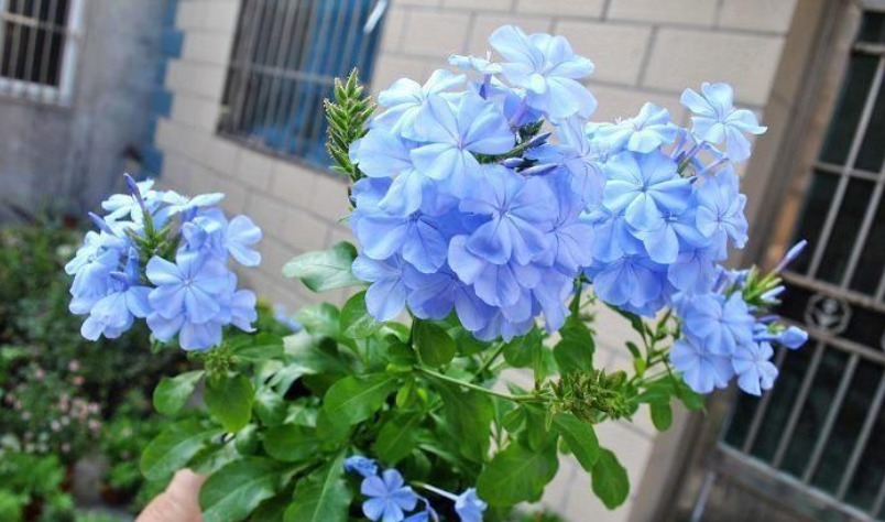 杀菌|养花自制杀菌水有什么方法？学会这几招，用料安全，见效快