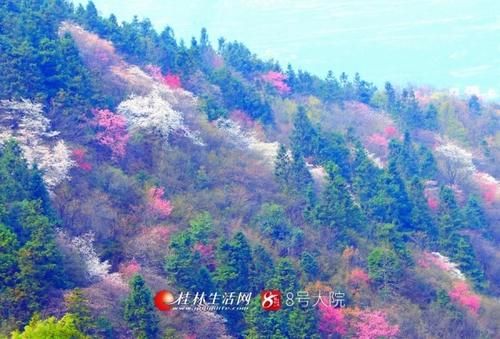 天外|看哭了！广西全州山樱花开烂漫，美若天外仙客（图）