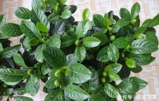 开春后,栀子花要“狠心剪”,10天喝一次“营养水”,花朵猛爆!