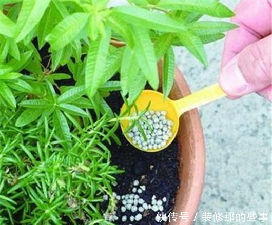 淋死|梅雨季节仙人掌、文竹、兰花、芦荟等别淋雨,很容易淋死