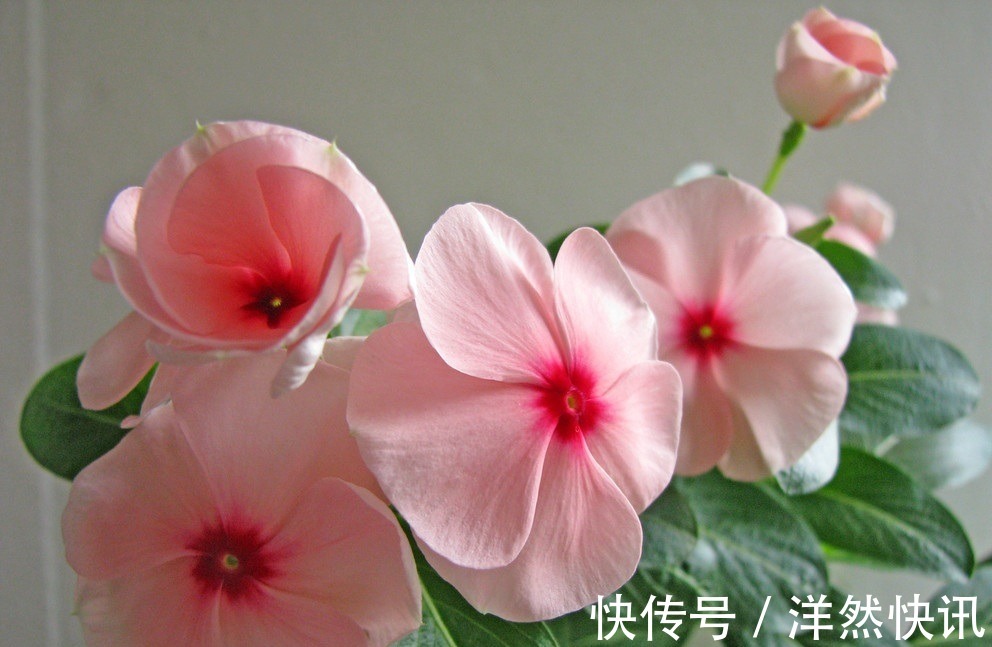 此花所寓意的是最快乐的回忆，花色鲜艳但却显得优雅