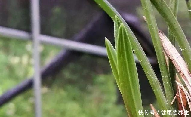 兰花新芽最怕什么兰友就是这四害！