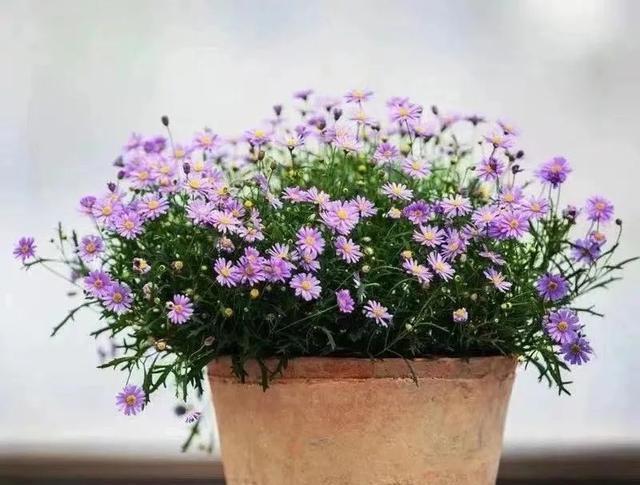 6种便宜花,好养又容易爆盆,春天养几盆,开花多到爆,漂亮极了