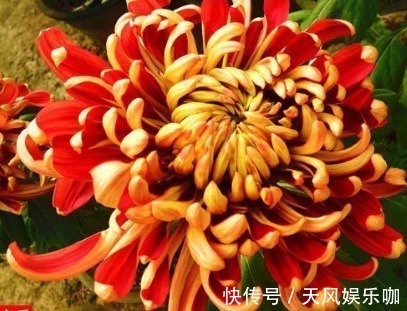 新手养花,不如养盆花中精品“万山红遍”,似红艳佳人,端庄大气