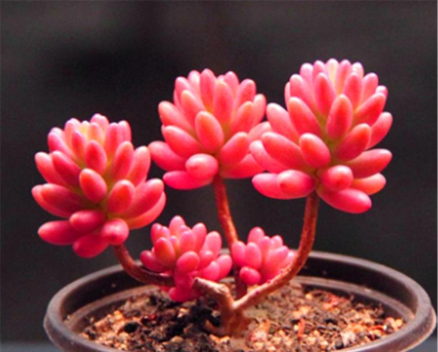 6种适合养在家里的普货之王，造型独特颜色绚丽，养成老桩颜值高