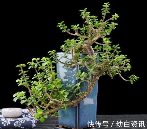 盆栽金枝玉叶,浇点“自制”壮骨水,叶片饱满有光泽,变老桩盆景