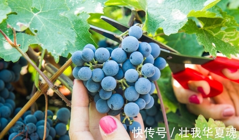 老话：家里养三树，幸福又富足，不是迷信，是过来人的经验