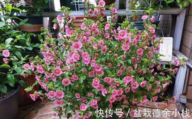 8 9月养花 首选这5种 好养又漂亮 秋冬时节的开花小能手 粉紫色 8 9月养花 首选这5种 好养又漂亮 秋冬时节的开花小能手 粉紫色