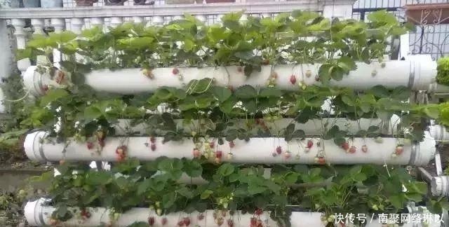 开槽|阳台别再晒衣服了,用一根水管,就能种出全家人吃的菜!