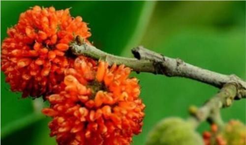 男人|农村随处可见的稀罕水果,男人吃了有益,如今20元一斤