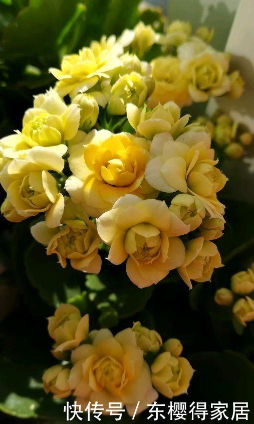 冬天养花选“长寿”，这10个品种“好养”，一个赛一个的漂亮