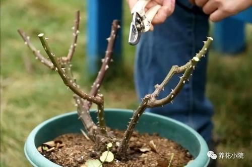 月季不剪枝，来年开花稀，冬天不修剪，会影响开花吗？