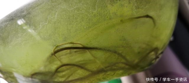 一种废水浇兰花,发芽多,五年养出200盆!