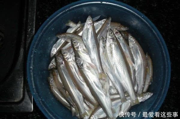 细米糠|钓白条鱼真是累人,用我分享的方法,只要你下钩,它就在那等你