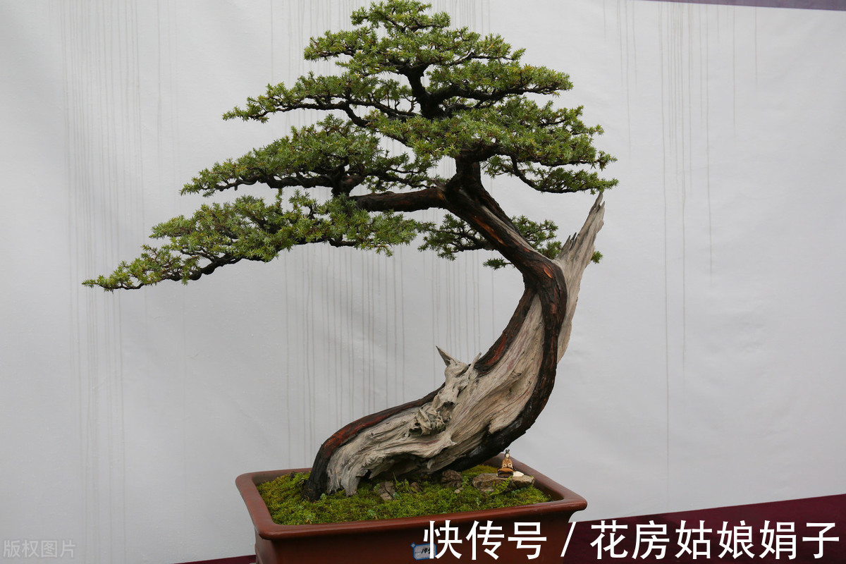 植物|别再为浇水发愁了，给你支招“10多10少”浇水法，比啥方法多管用