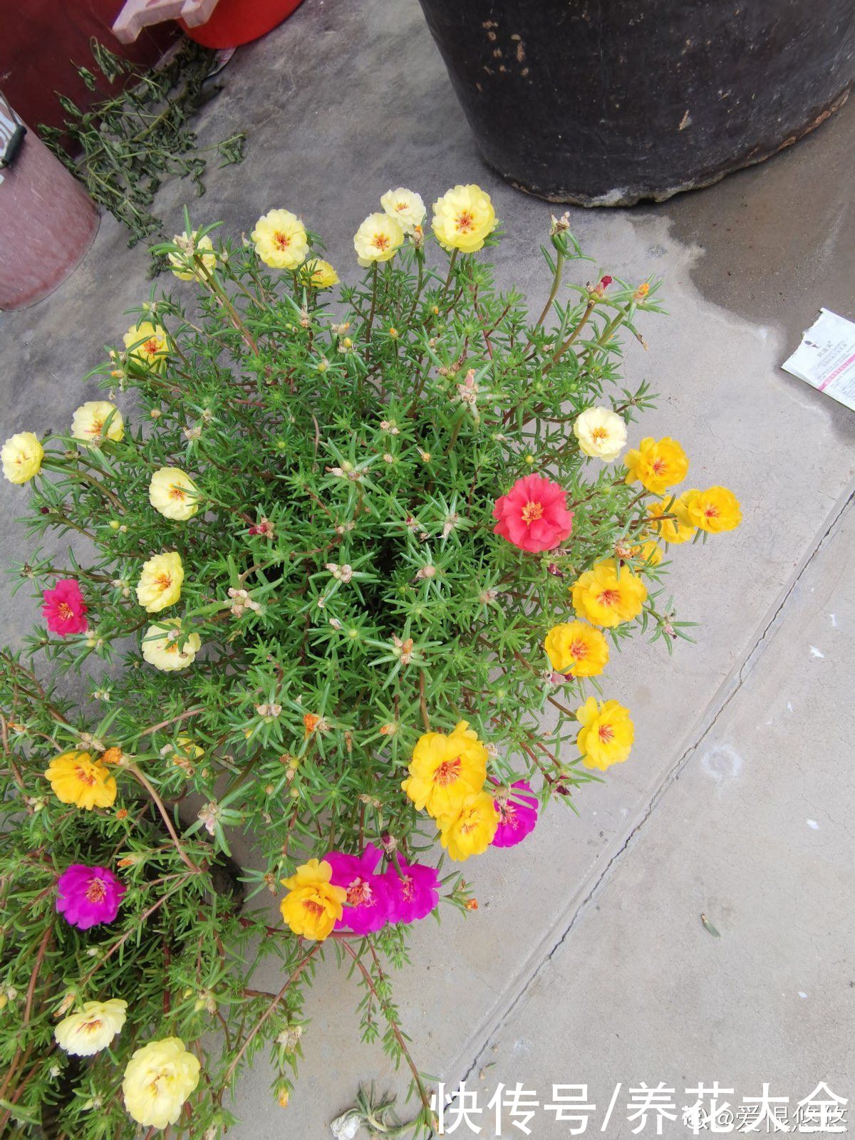 夏天|3种花特喜欢太阳,夏天晒晒长得旺,开花多多