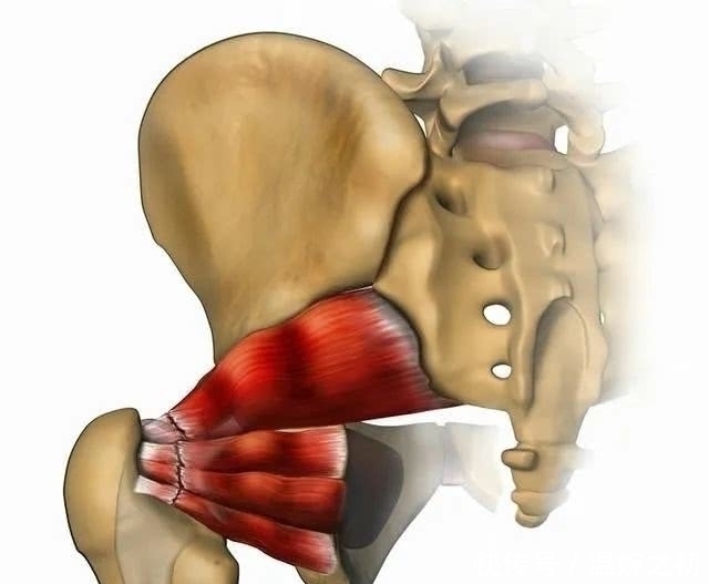 瑜伽体式|练好瑜伽需要熟悉人体构造,锻炼臀肌,灵活开髋,轻松一字马