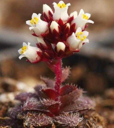 3种“多肉”,靠一杯水活“大半年”,没有光,照样叶肥、花儿多