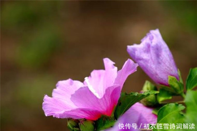 孟姜|盛夏槿花,颜如舜华,朝开暮落,仙子优雅,槿花八首伴盛夏