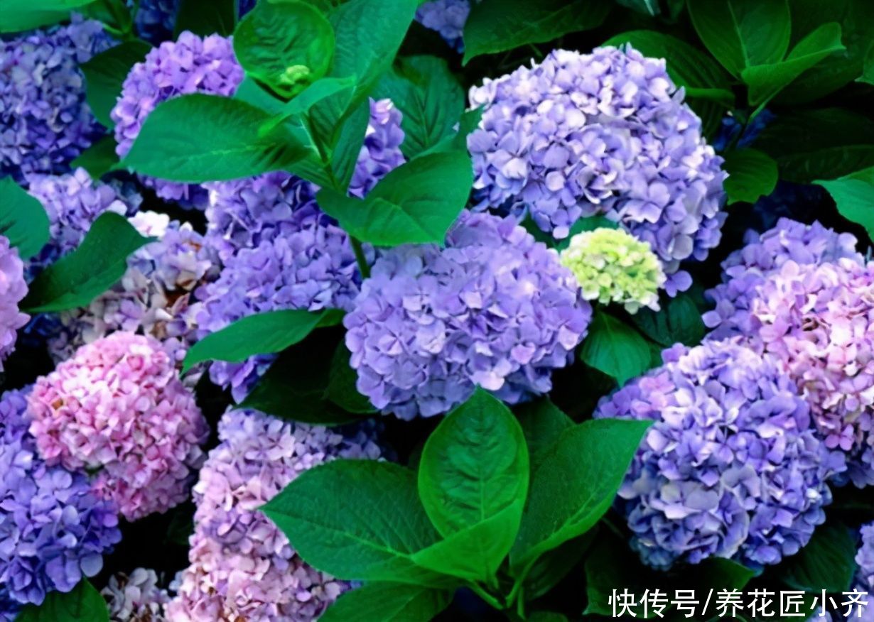 发黄|不要小瞧5月的太阳，这12种花赶紧遮阴养，晒太阳容易叶片枯黄