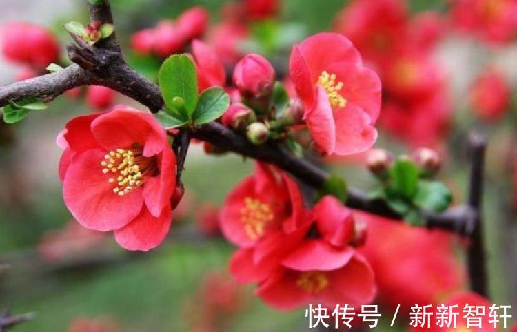 茉莉花|几种花超爱开花，清香怡人，连年开花，满室生香，花开美观又大气