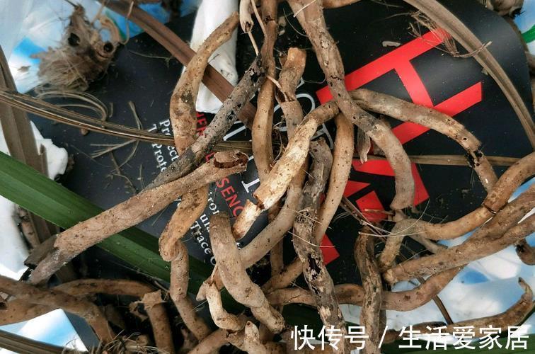 因素|哪些因素会导致兰花盆栽烂根？