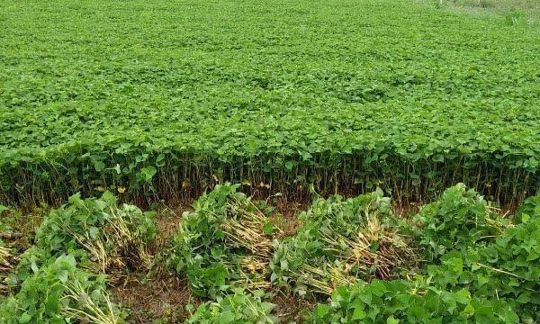 免疫系统|医生透露癌细胞特怕的几种食物,经常吃一点,癌症远离你