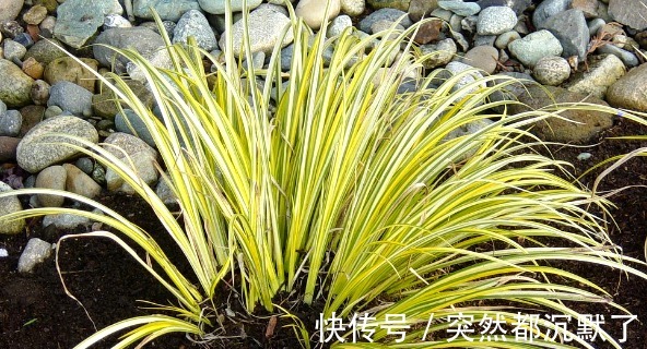 放大镜|古人近视了怎么办没有眼镜还可以这样做，看完不得不佩服！