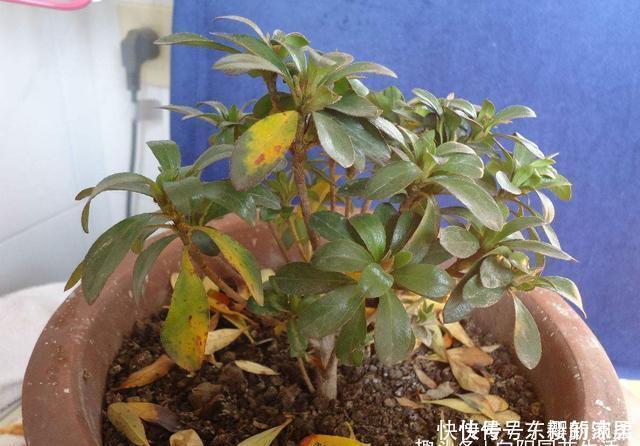 夏天给花浇水,忌讳“多”浇,高温天浇水有规律,避免引起黄叶