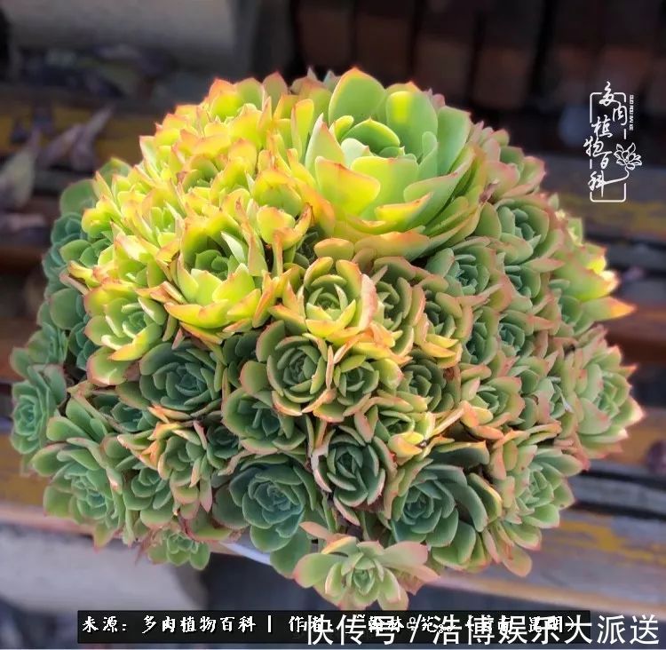 挂区|因为多肉,背井离乡来到开挂区,多肉变好看,小伙变大叔!