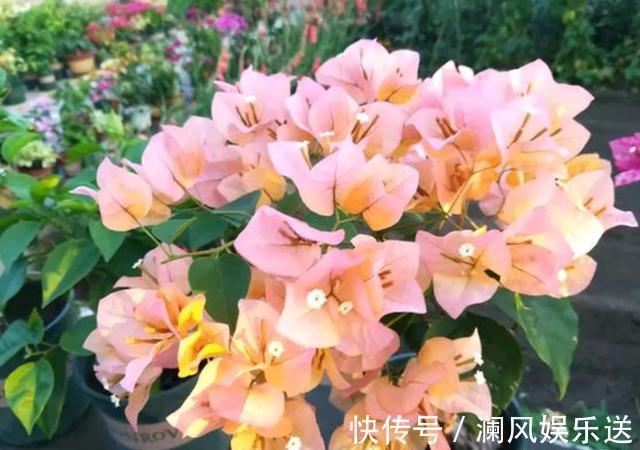 三角梅开花少，用点“小手段”，勤花懒花都开爆，四季不间断