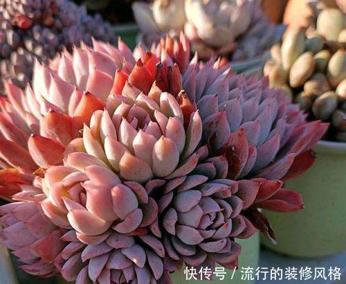 养分|单头多肉如何变多头？最简单的打开方式，新手也会！