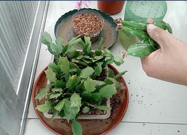 蟹爪兰不用买，剪片叶子，插“石头粒”中，7天生根插一盆旺一盆