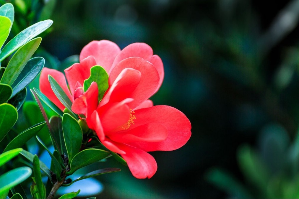 一整年都能开花的三种花，比牡丹美丽还好养活，养一盆天天能赏花