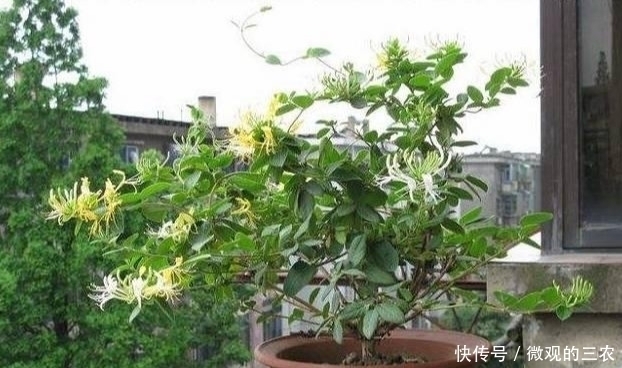 养几株对身体好的花草，除了欣赏，还能食疗，堪称阳台小药箱