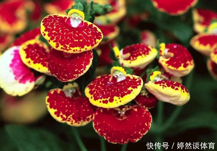 此花花形独特,一眼望去犹如一个个鼓鼓的钱包,寓意着富贵与富有